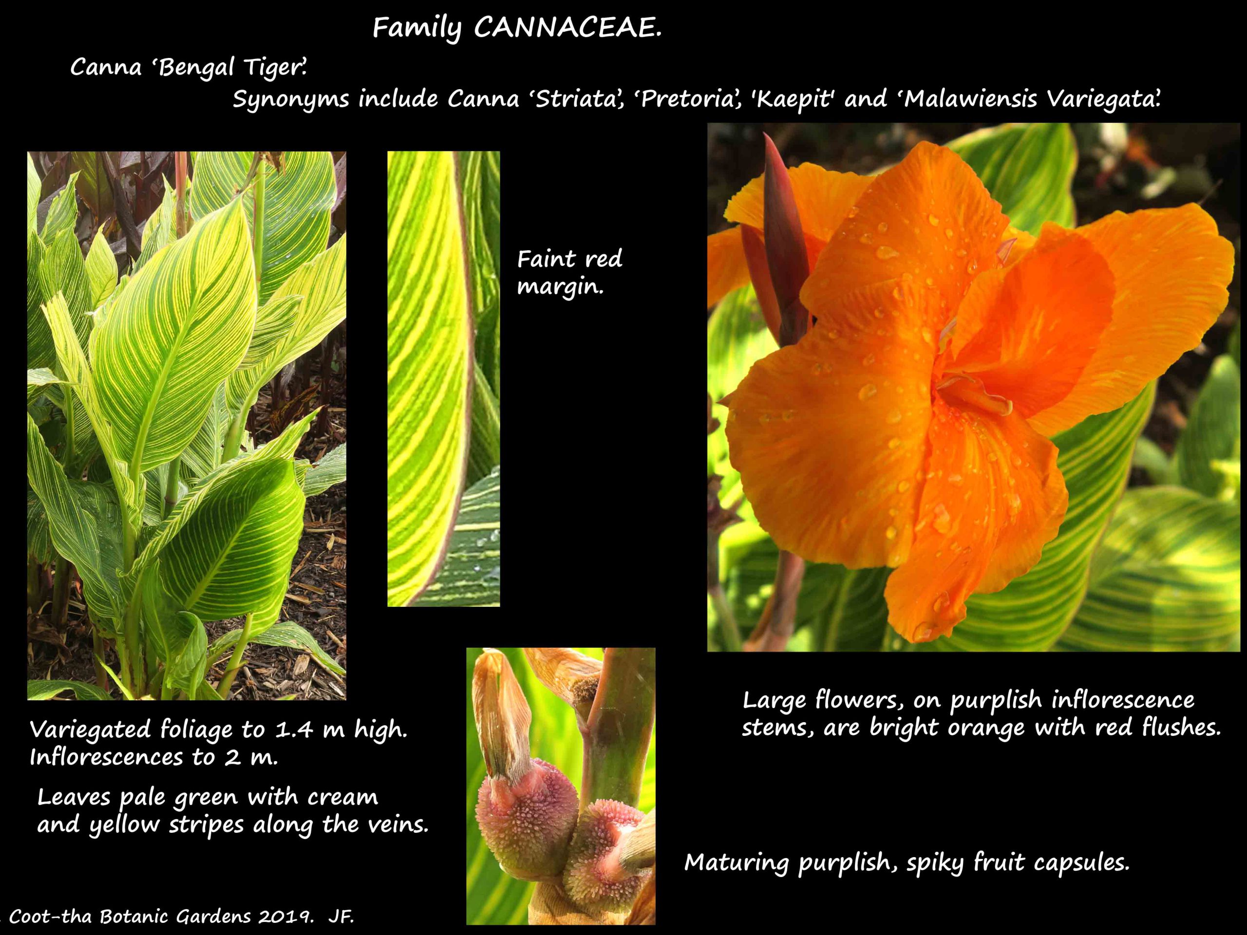 6 Canna with variegated leaves